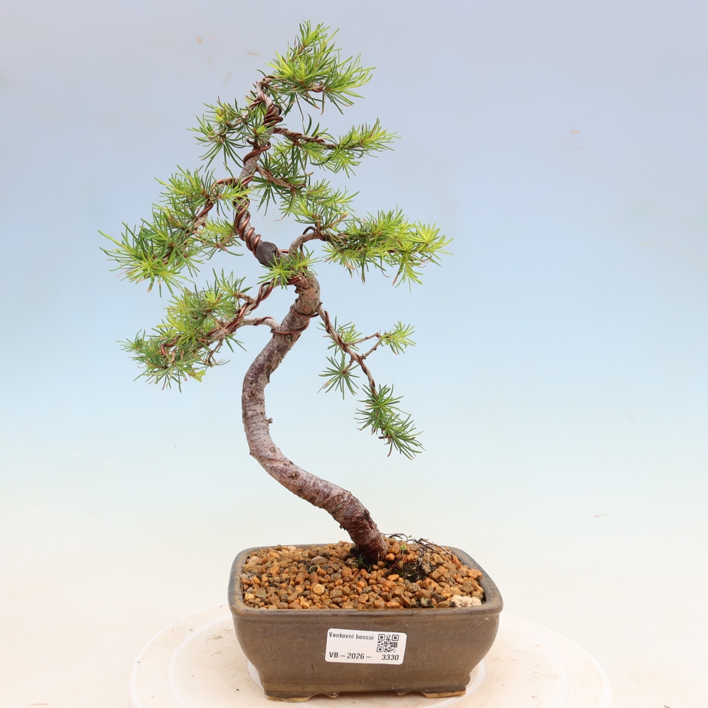 Vonkajšie bonsaje -Larix decidua - Smrekovec