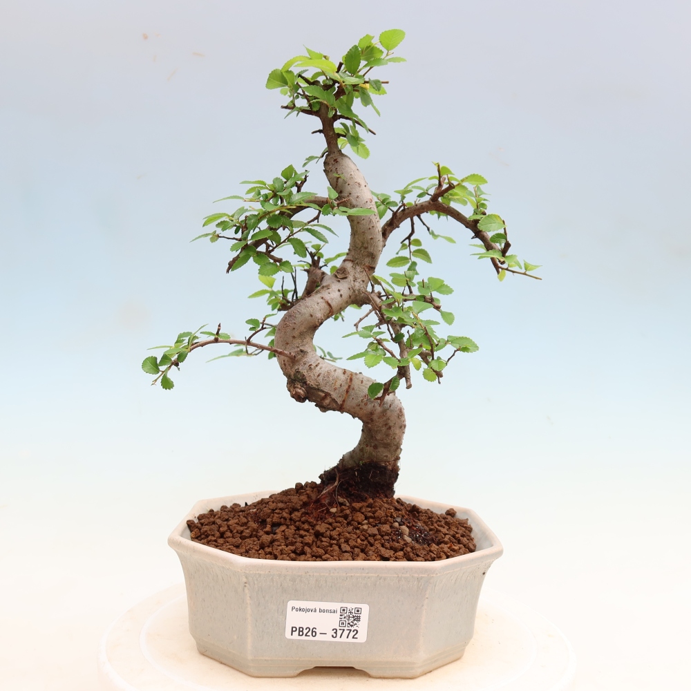 Izbový bonsaj - Ulmus parvifolia - brest malolistý