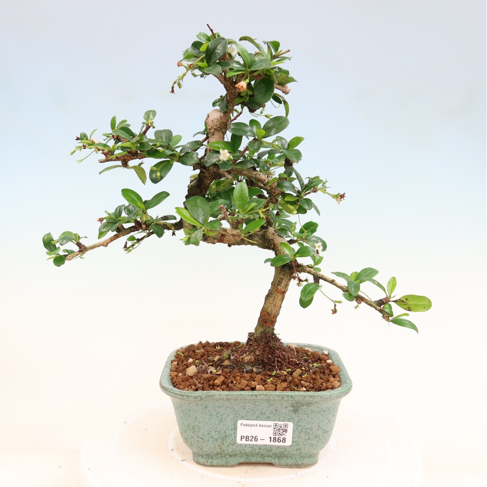 Izbové bonsaje - Carmona macrophylla - Tea fuki