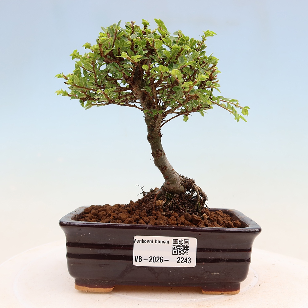 Vonkajší bonsai - Ulmus parvifolia Sagei - Malolistý brest