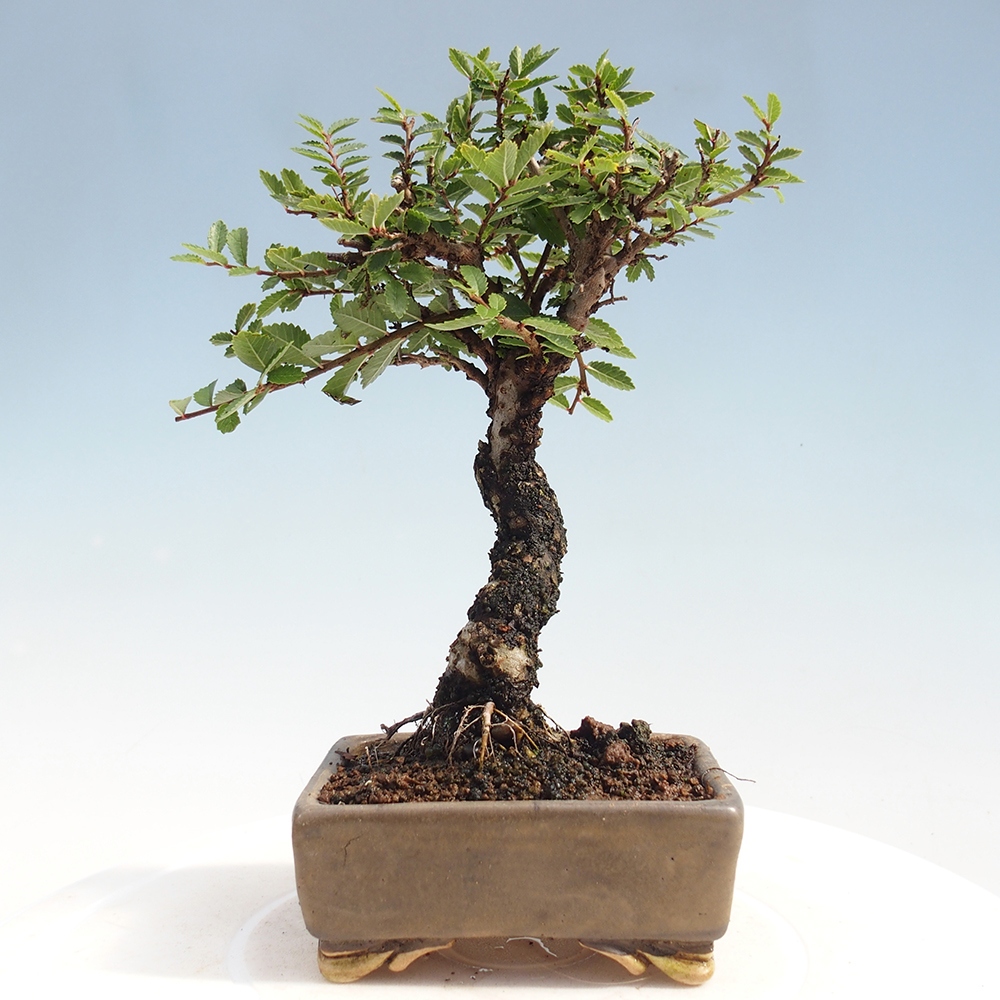 Vonkajšie bonsai - Zelkova - Zelkova Nirom