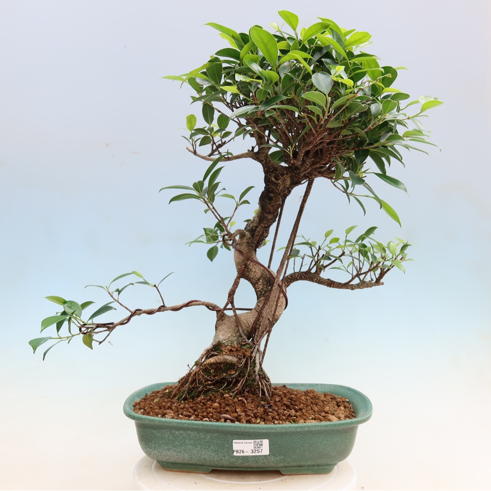 Izbové bonsaje - Ficus kimmen - drobnolistý fikus