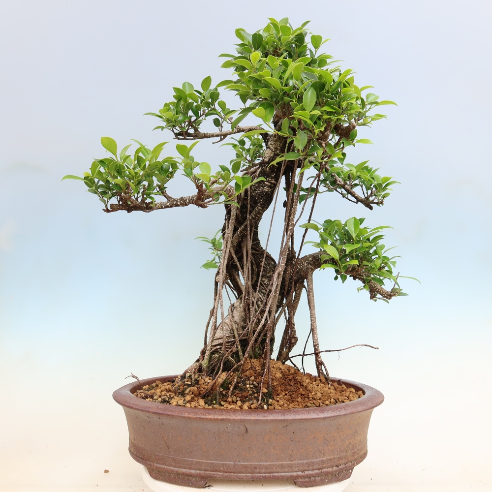 Izbové bonsaje - Ficus kimmen - drobnolistý fikus