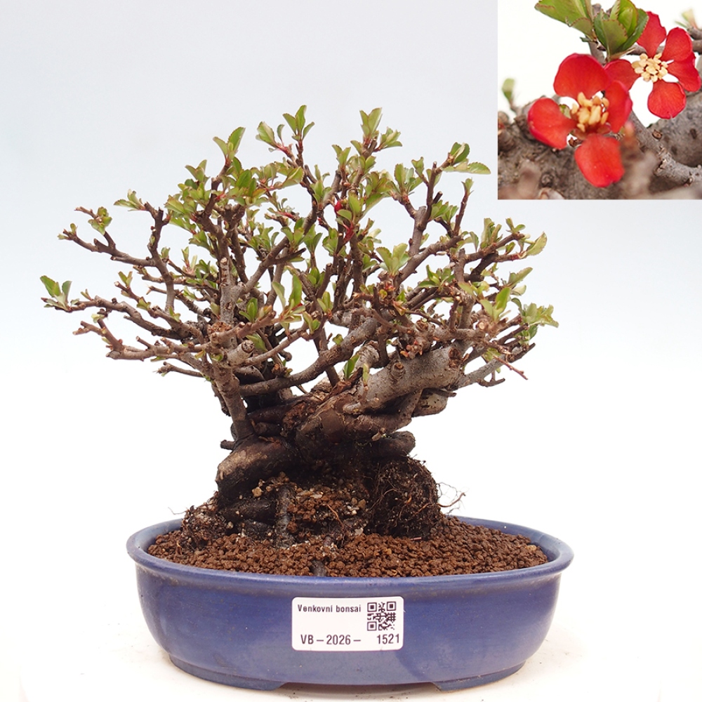 Vonkajšie bonsaje - Chaneomeles speciosa - Kdoule