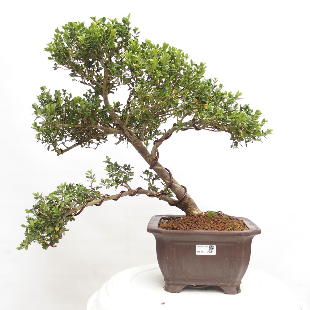 Izbová bonsai - Ilex crenata - Cezmína