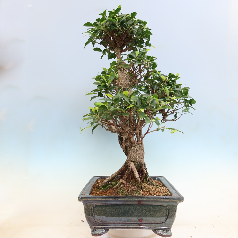 Izbové bonsaje - Ficus kimmen - drobnolistý fikus