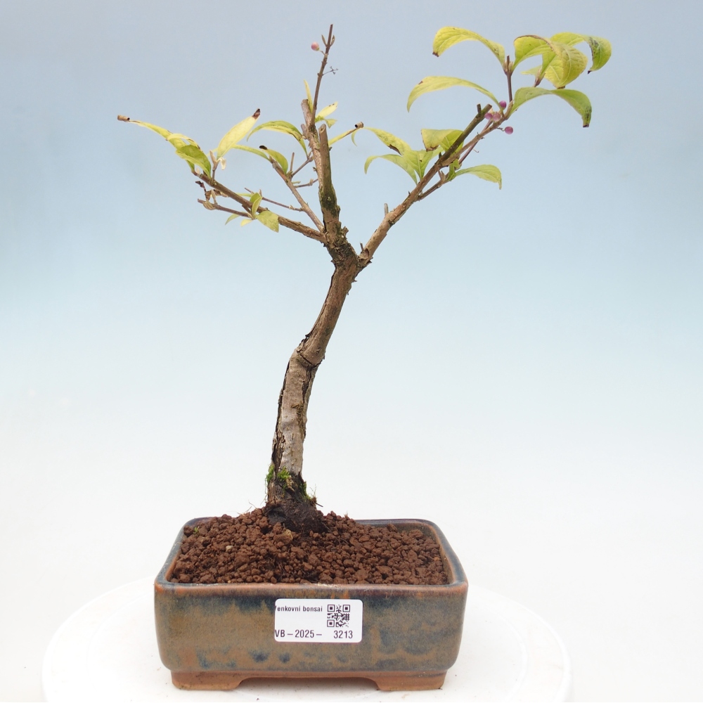 Vonkajšia bonsai - krásnoplodka - Callicarpa jap. Leucocarpa