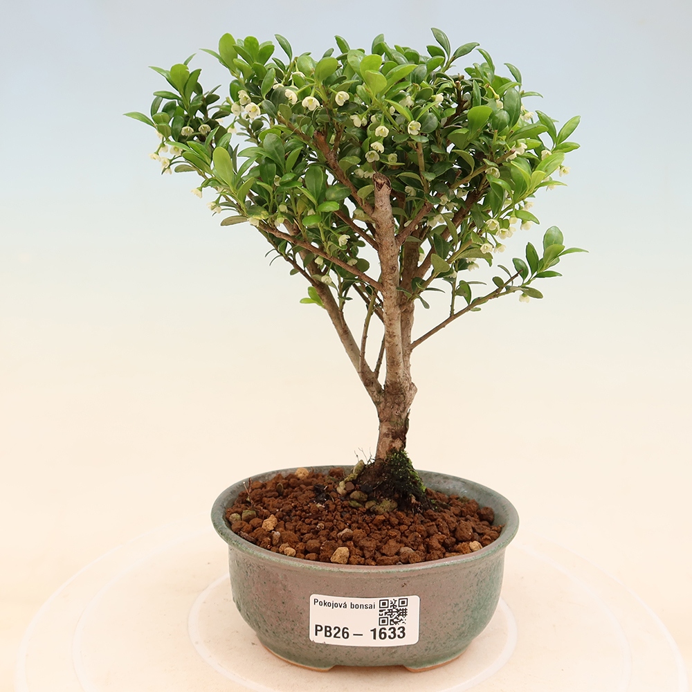 Izbový bonsaj - Ilex crenata - Cesmína