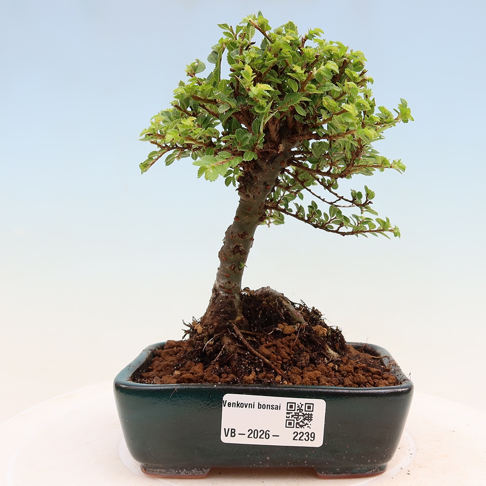 Vonkajší bonsai - Ulmus parvifolia Sagei - Malolistý brest