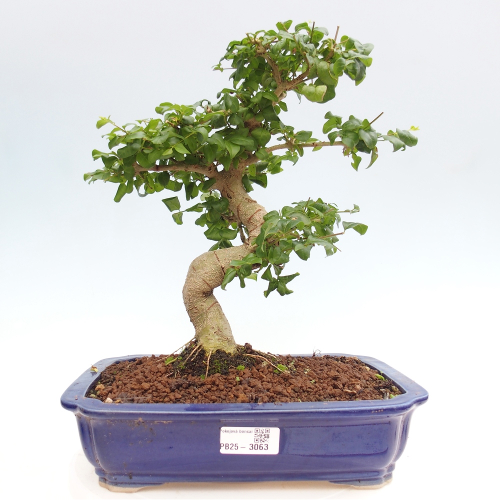 Izbová bonsai -Ligustrum chinensis - Vtáčí zob