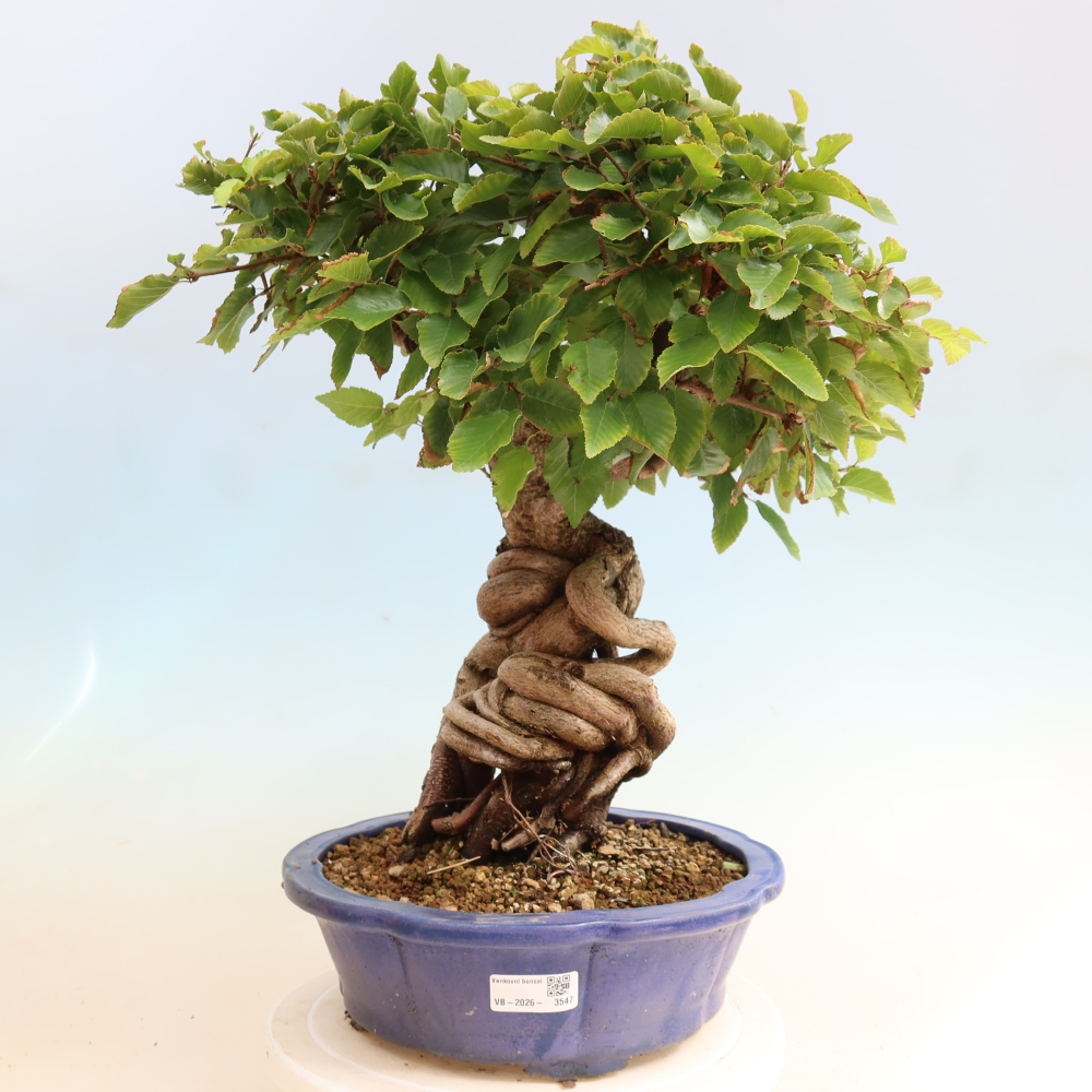 Vonkajšie bonsaje -Carpinus CARPINOIDES - Hrab kórejský