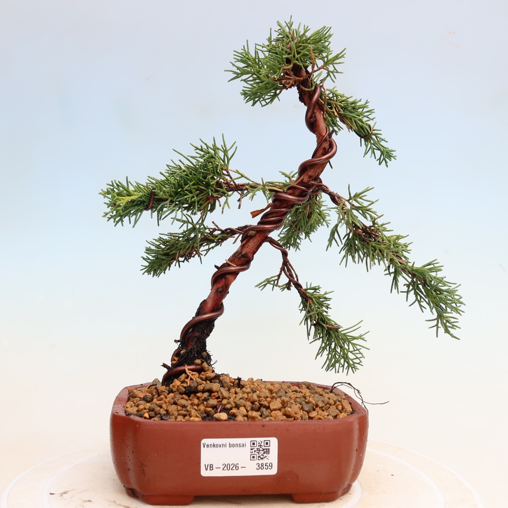 Vonkajší bonsaj - Juniperus chinensis Kishu