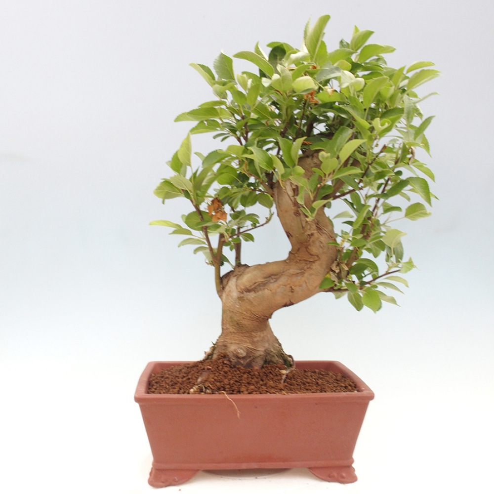Vonkajší bonsai -Malus halliana - Maloplodá jabloň