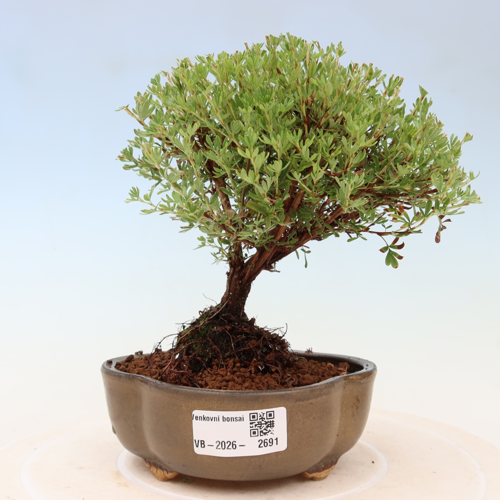 Vonkajší bonsai – Potentila fruticosa – Goldkissen
