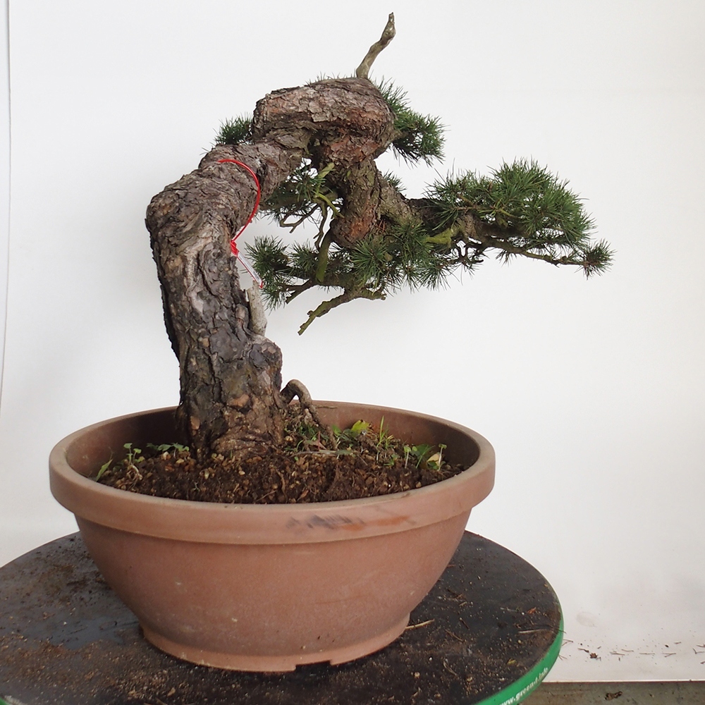 Yamadori - Pinus sylvestris Španielsko