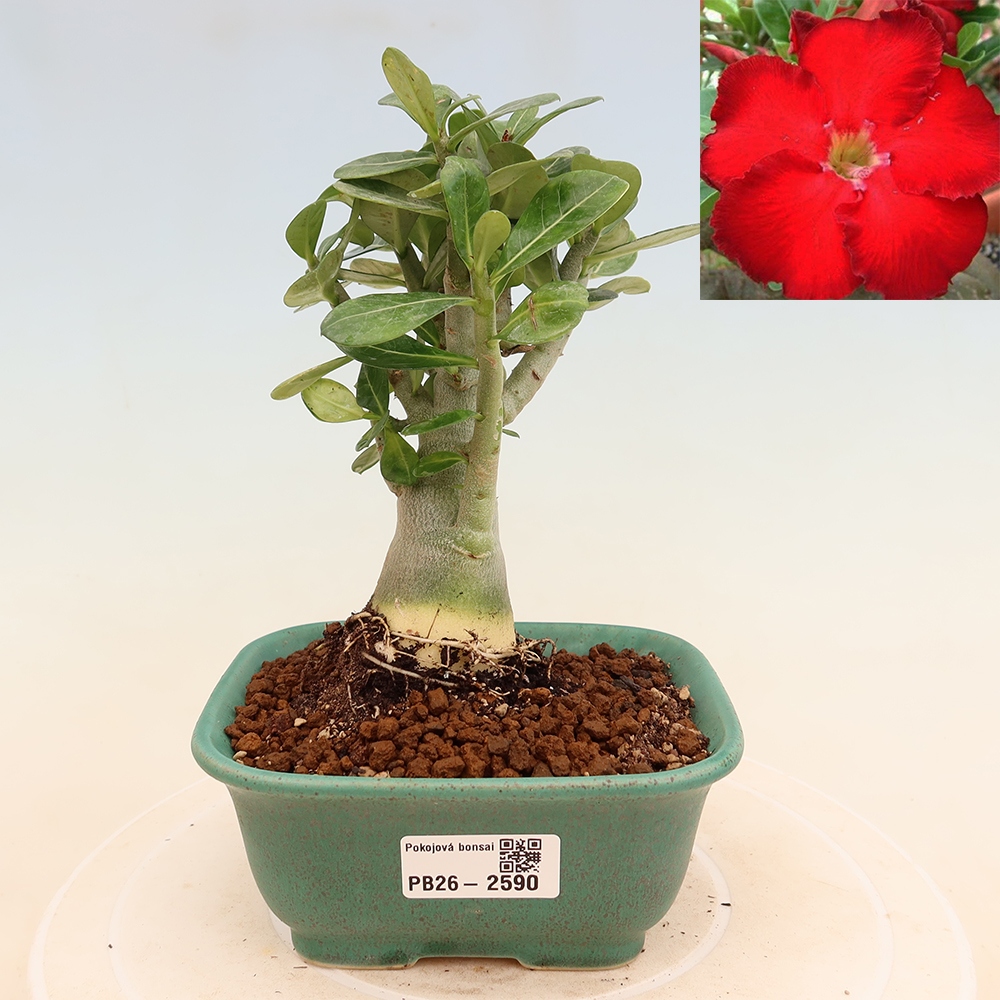 Izba bonsai – Adenium obesum Red Star – Púštna ruža