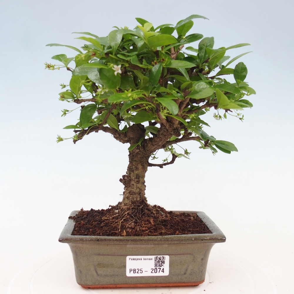 Izbová bonsai - Carmona macrophylla - Čaj fuki