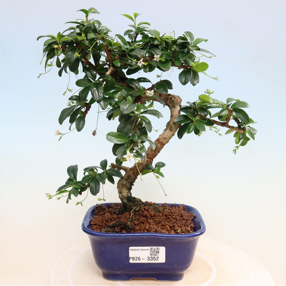 Izbové bonsaje - Carmona macrophylla - Tea fuki