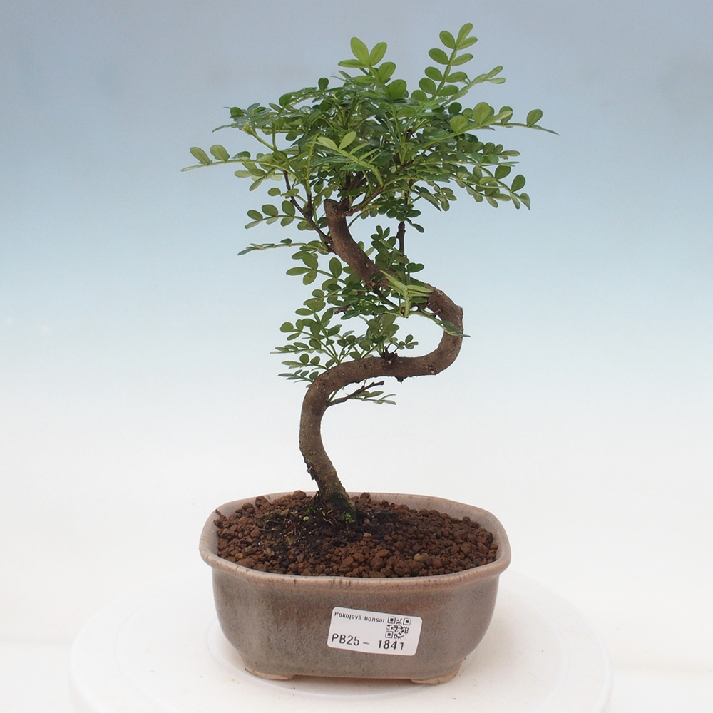 Izbová bonsai - Zantoxylum piperitum - piepor