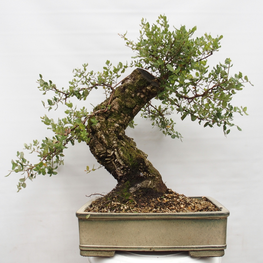 vonkajšie bonsai Quercus suber - Korkový dub