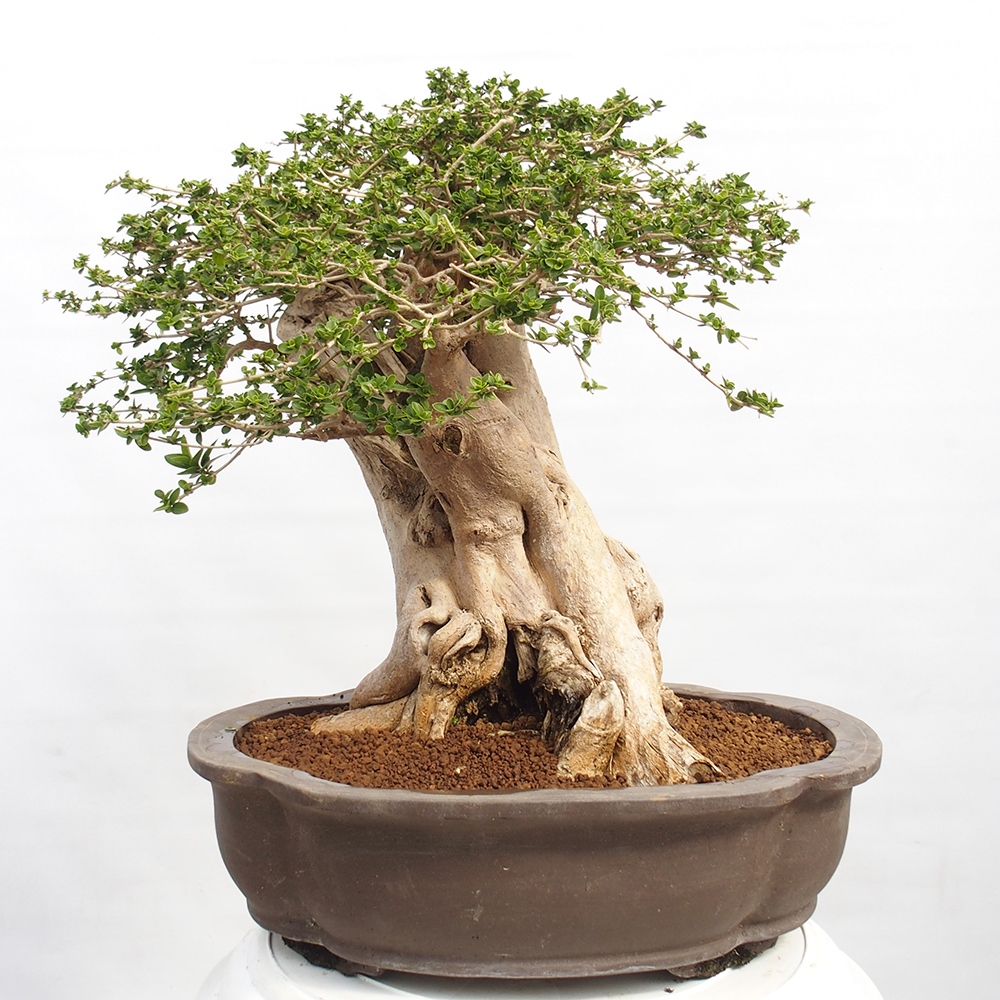 Izbová bonsai - Premna serratifolia - Kozlovoň malolistá