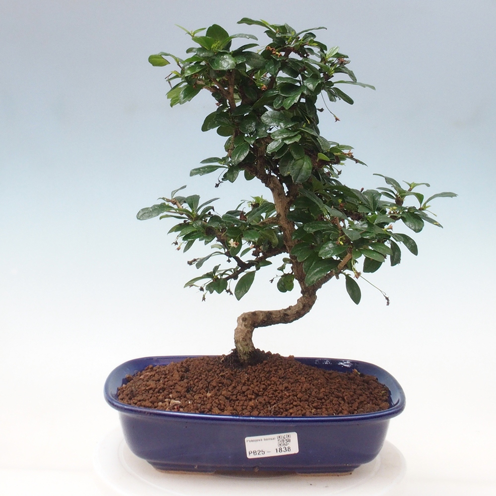 Izbová bonsai - Carmona macrophylla - Čaj fuki