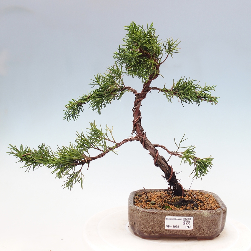 Vonkajší bonsai - Juniperus chinensis Kishu -Jalovec čínsky