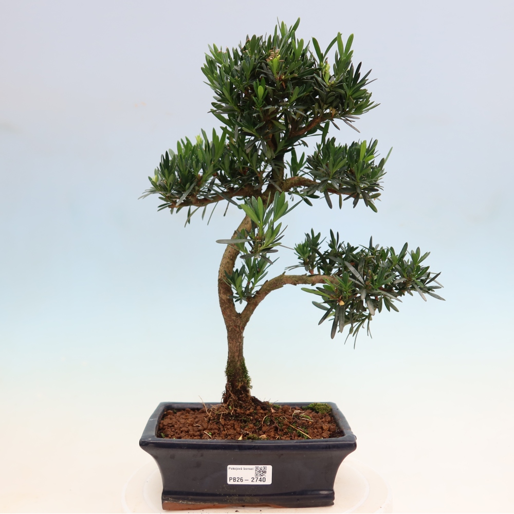 Izbové bonsaje - Podocarpus - Kamenný tis