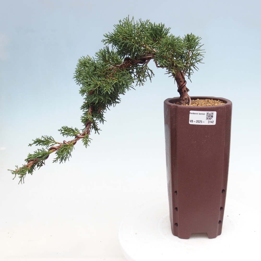 Vonkajší bonsai - Juniperus chinensis Kishu -Jalovec čínsky