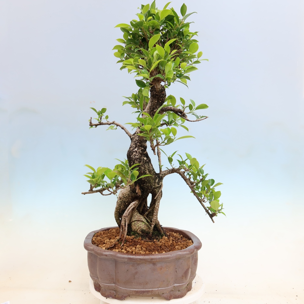 Izbové bonsaje - Ficus kimmen - drobnolistý fikus