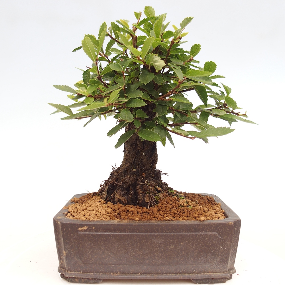 Vonkajšie bonsai - Zelkova - Zelkova Nirom