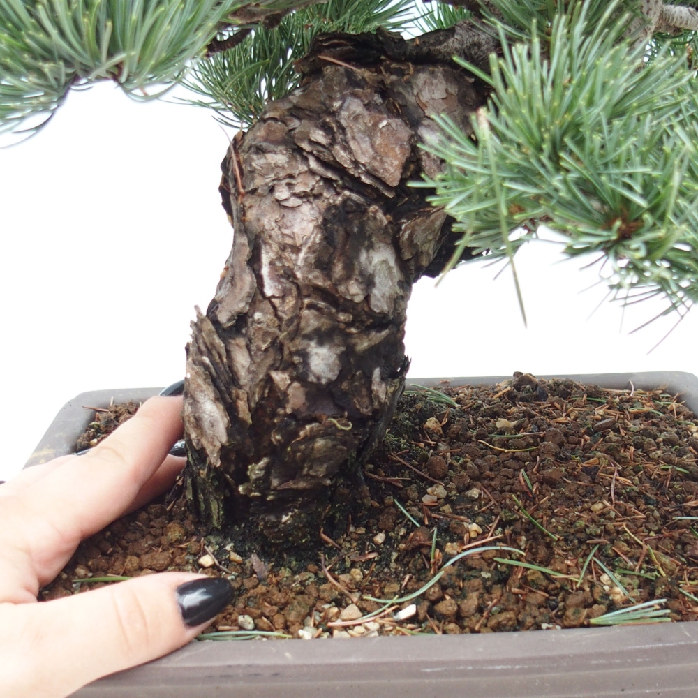 Vonkajšie bonsai - Pinus parviflora - Borovica drobnokvetá