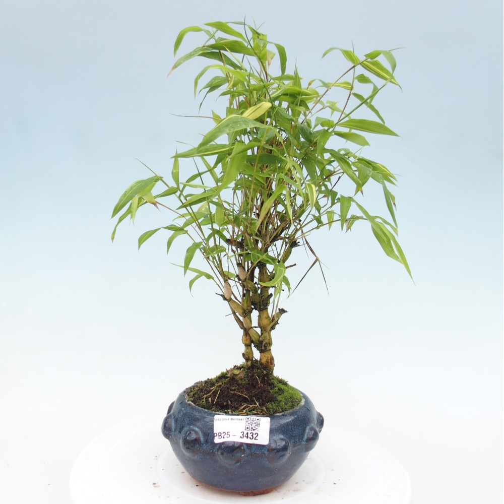 Izbové bonsaje - Bambusové brucho - Bambusové brucho