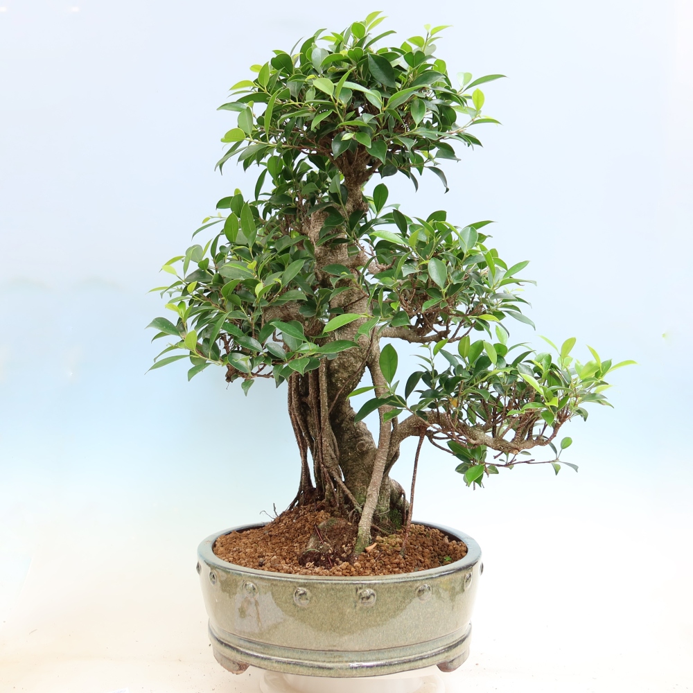 Izbové bonsaje - Ficus kimmen - drobnolistý fikus