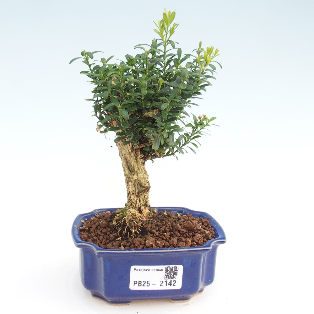 Izbová bonsai - Buxus harlandii - korkový buxus