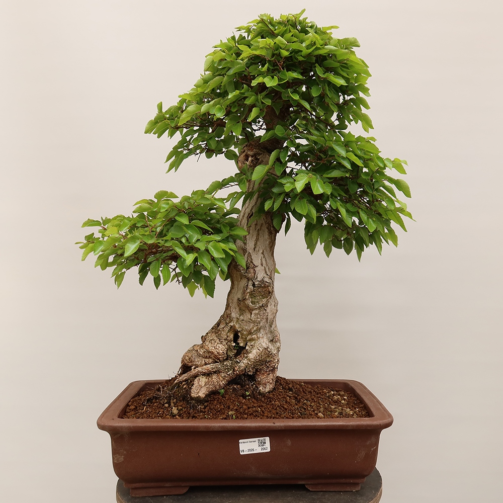 Vonkajší bonsai -Carpinus Coreana - Hrab kórejský
