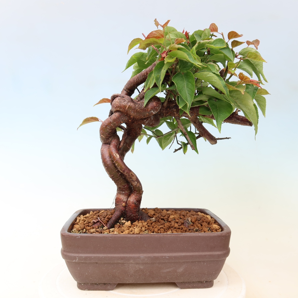 Vonkajšie bonsaje – Japonská marhuľa – Prunus Mume
