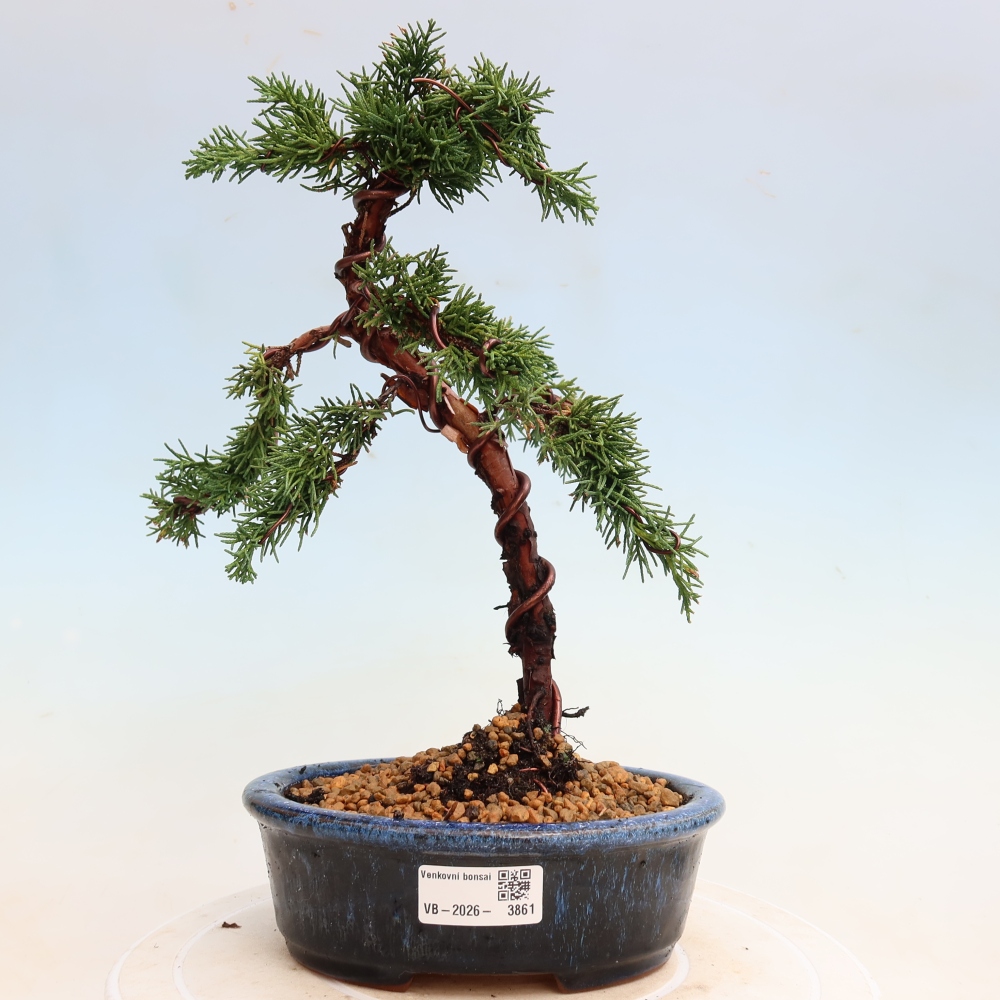 Vonkajší bonsaj - Juniperus chinensis Kishu