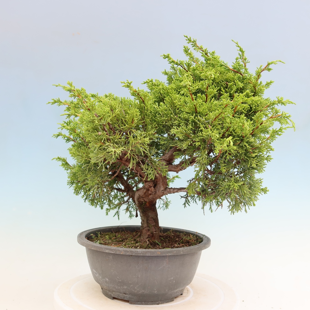 Vonkajší bonsai – Juniperus chinensis Itoigawa – čínsky jalovec