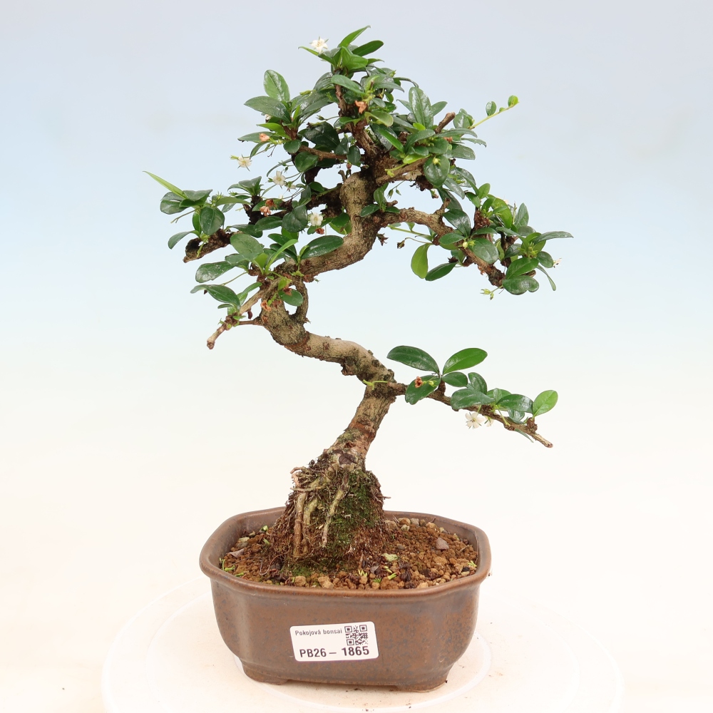Izbové bonsaje - Carmona macrophylla - Tea fuki