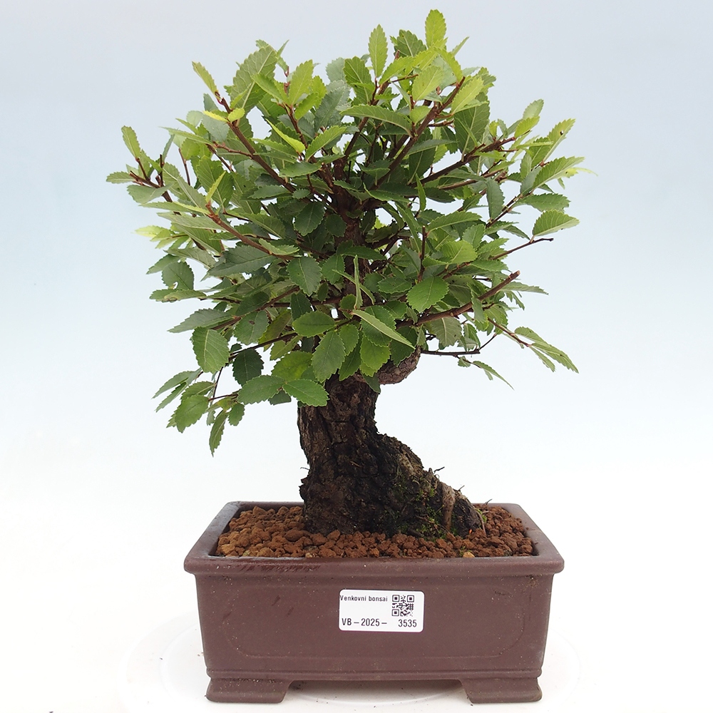 Vonkajšie bonsai - Zelkova - Zelkova serrata