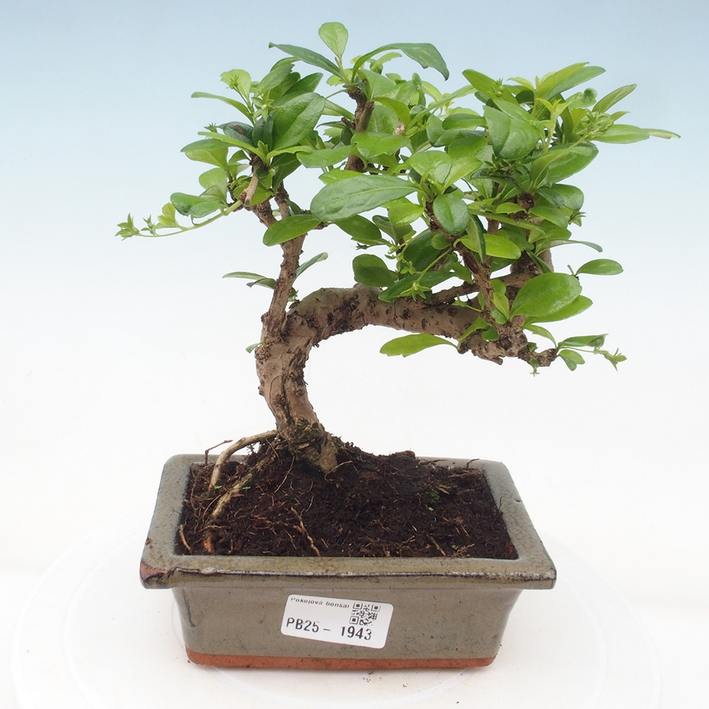 Izbová bonsai - Carmona macrophylla - Čaj fuki