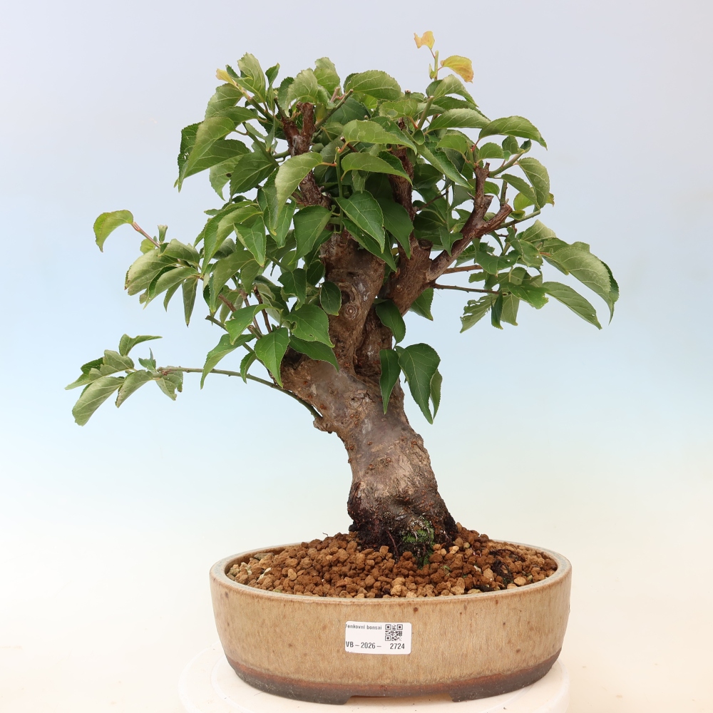 Vonkajšie bonsaje – Japonská marhuľa – Prunus Mume