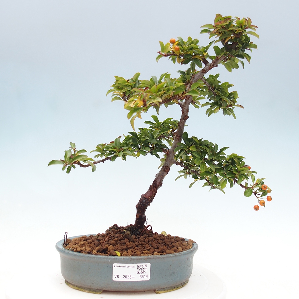 Vonkajšie bonsaje-Pyracantha Teton -Hlox
