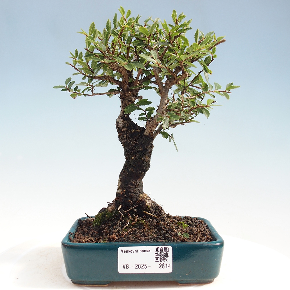 Vonkajšie bonsai - Zelkova - Zelkova Nirom