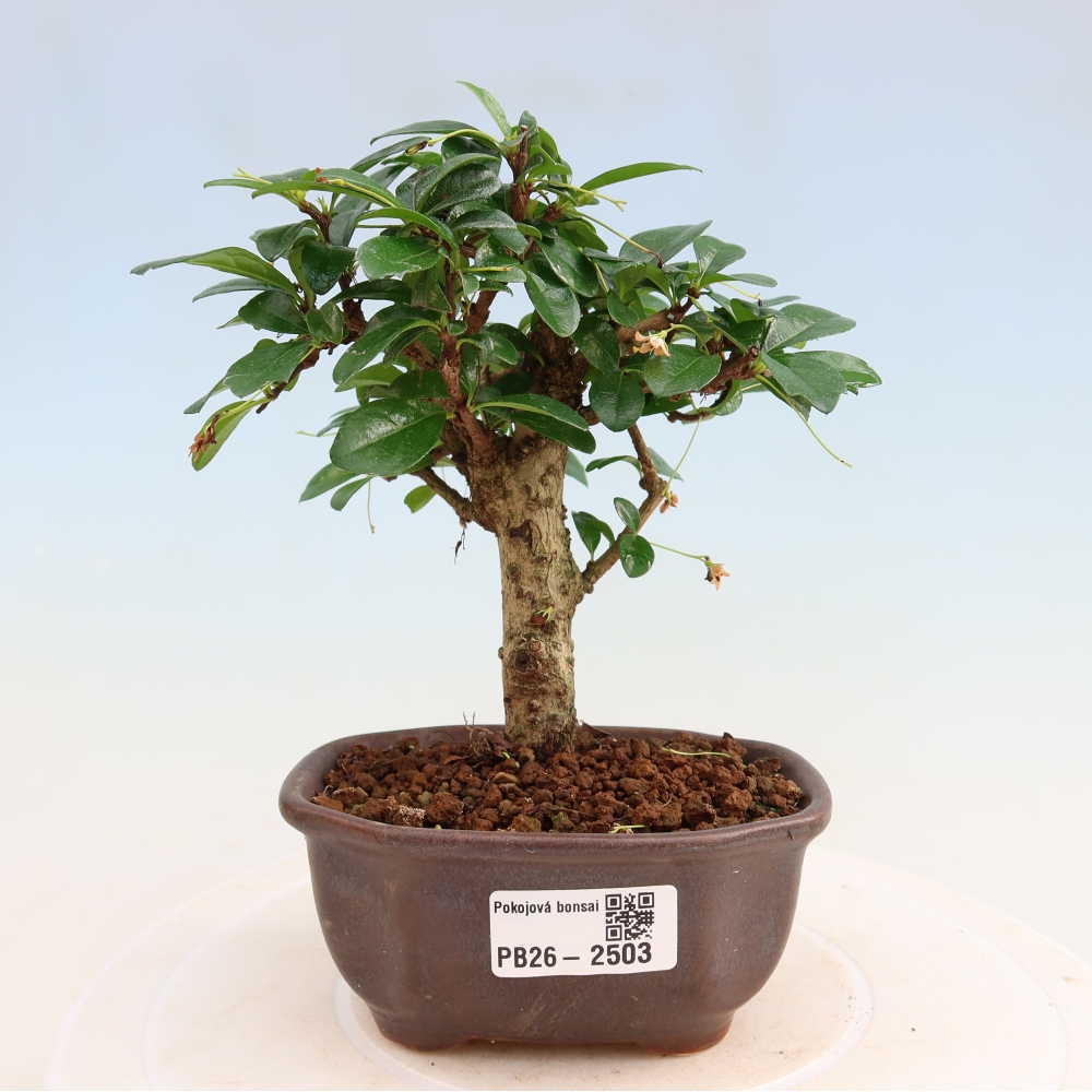 Izbové bonsaje - Carmona macrophylla - Tea fuki