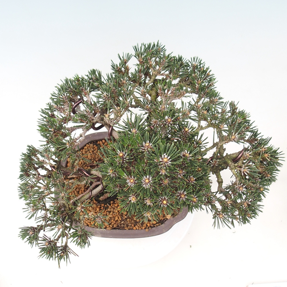 Vonkajšia bonsaj - Pinus thunbergii Kotobuki - borovica Thunbergova