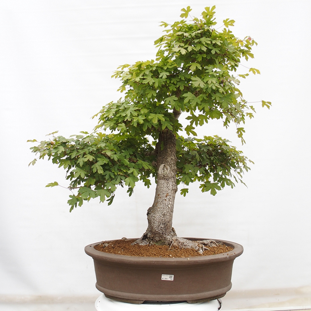 Vonkajší bonsai - Javor Francúzsky - Acer Nonspessulanum