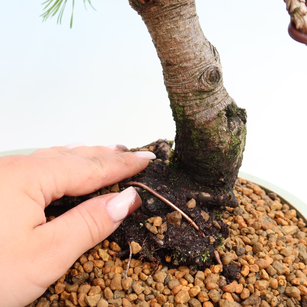 Vonkajšie bonsaje – Pinus mugo Humpy – borovica krivá