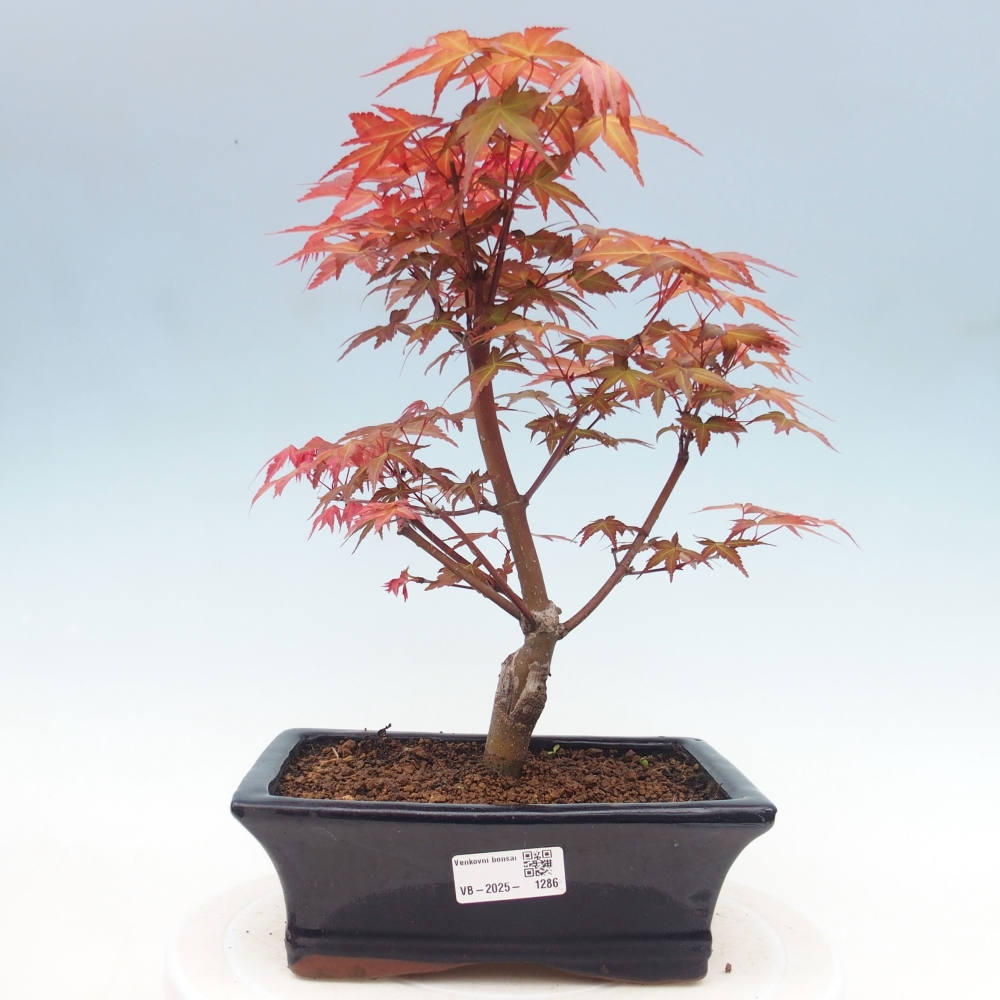 Vonkajšie bonsai - Javor dlaňolistý - Acer palmatum DESHOJO